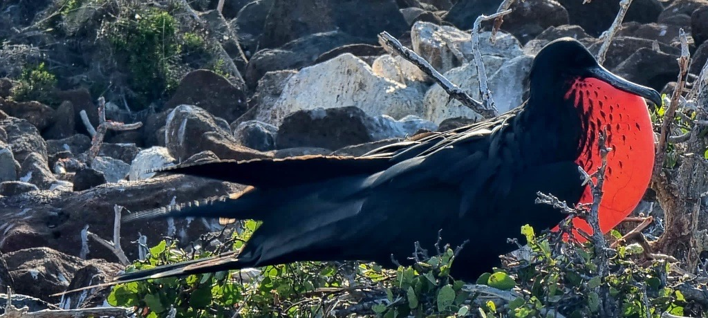 Reisen til Galapagosøyene – Cruise.no