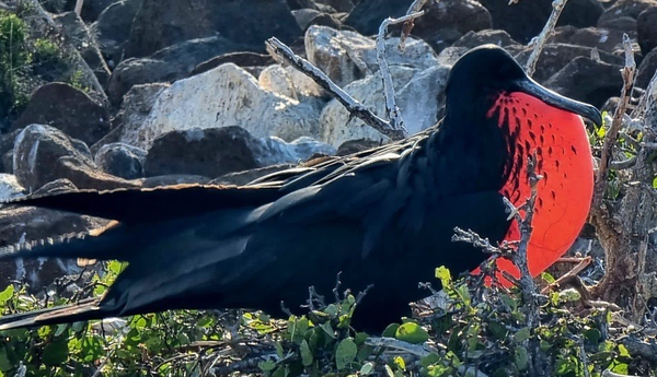 Sort Fugl Reisen til Galapagosøyene – Cruise.no